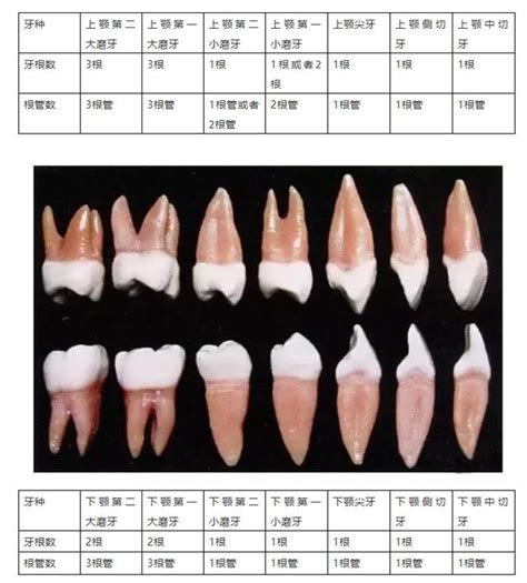 牙齒的功能|瞭解牙齒的各部分構造和功能